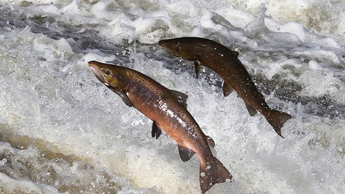 Лосось прыгает