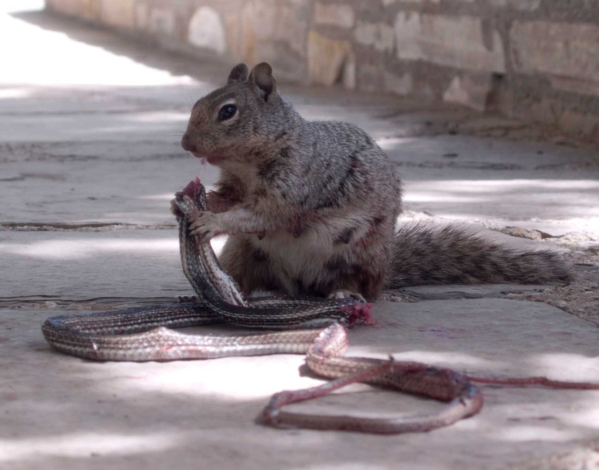 Плотоядная белка