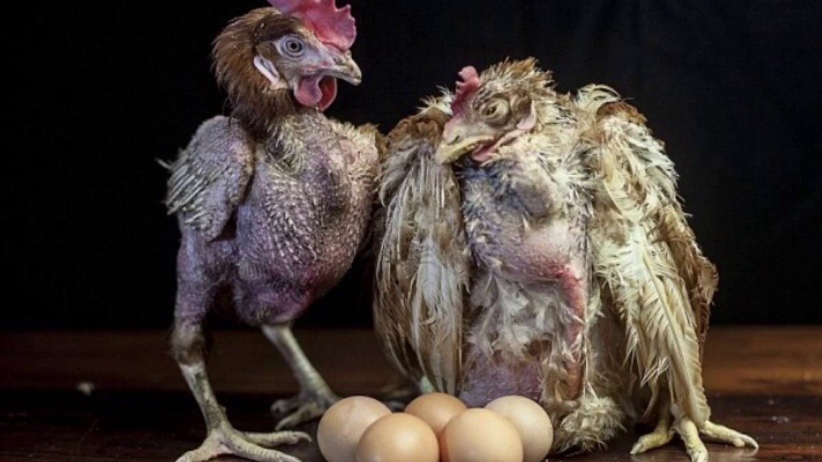 Общипанная курица