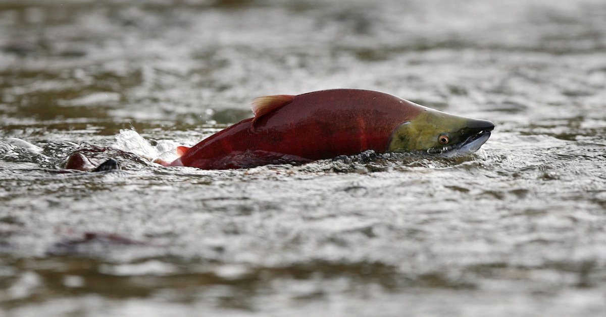Лосось в Охотском море