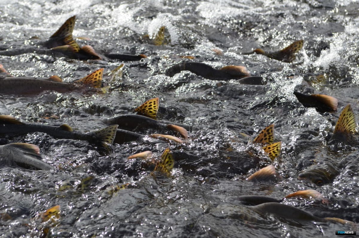 Лосось нерест Дальний Восток