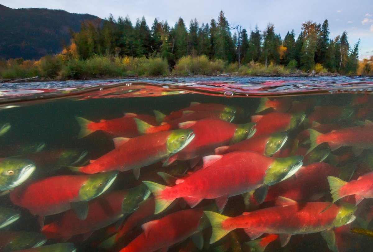 Красная рыба в Канаде