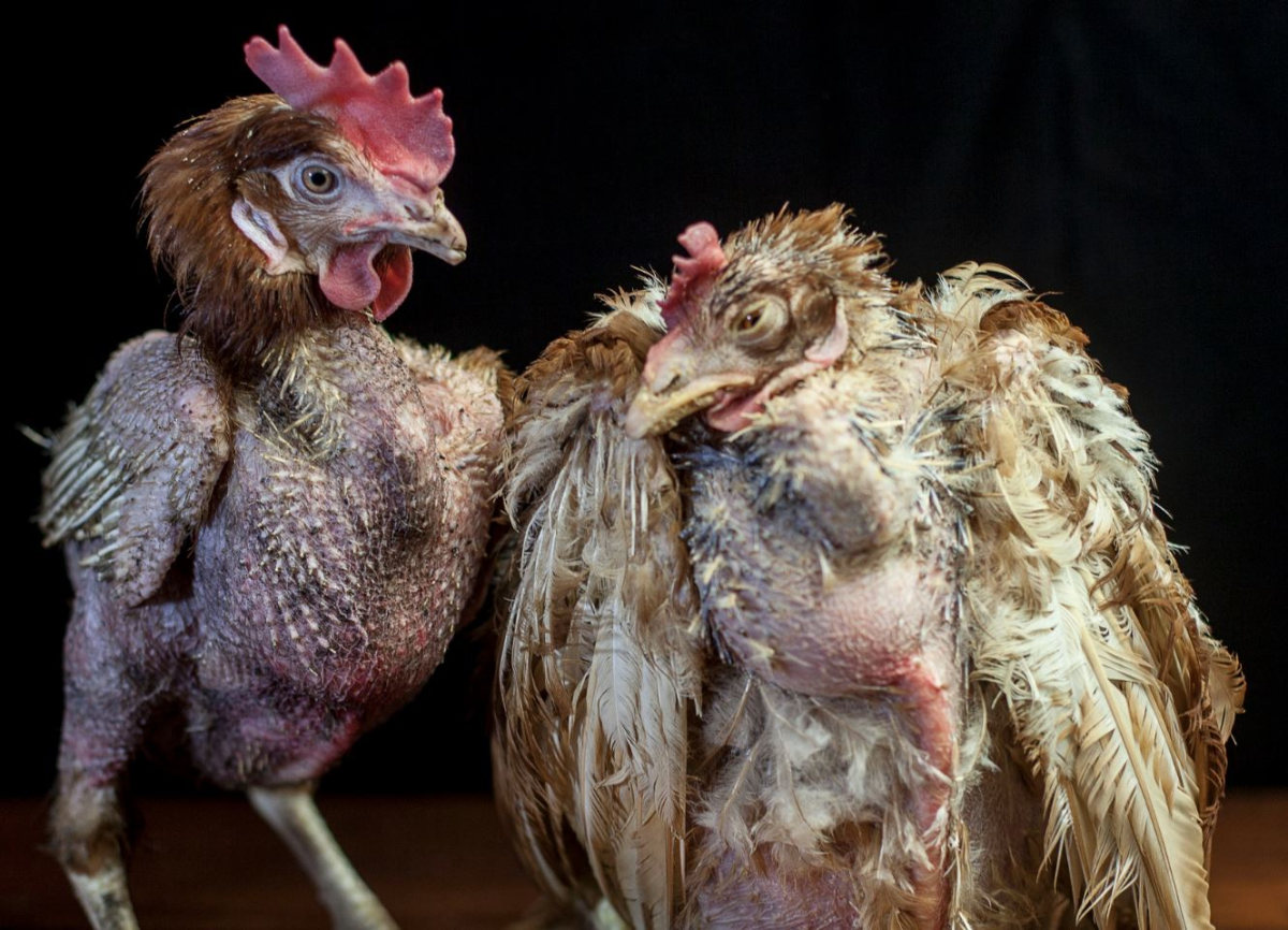 Общипанная курица