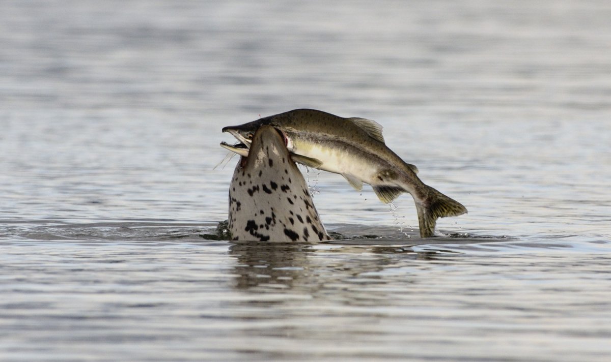 Горбуша Камчатка