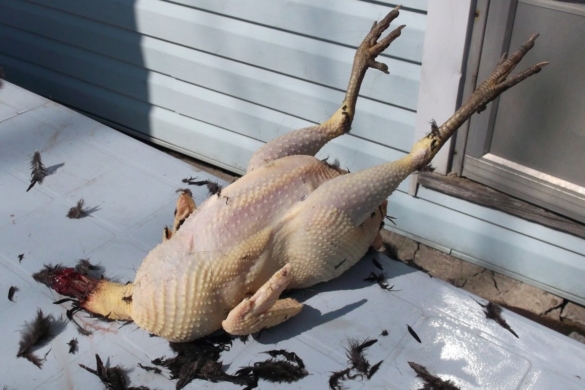 Ощипанный петух