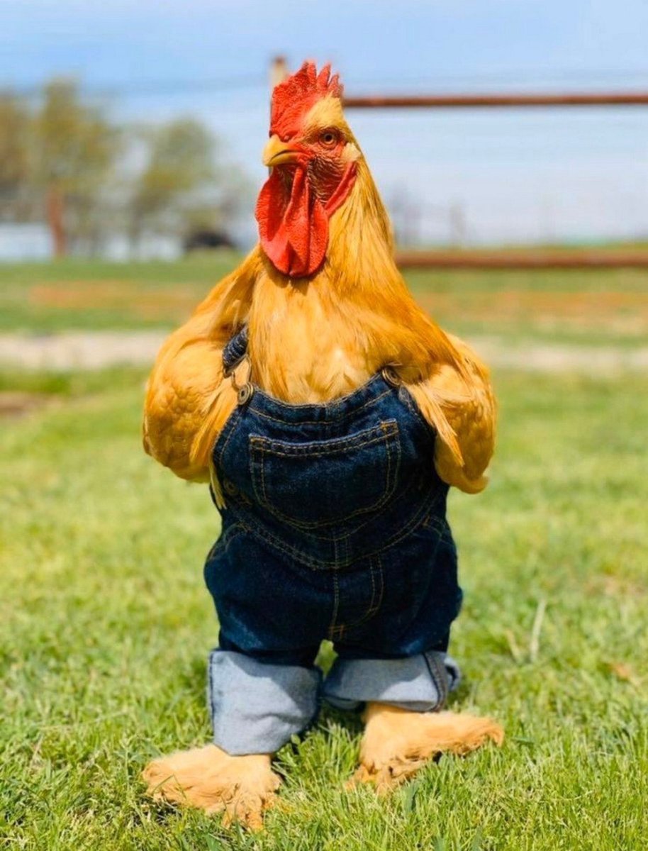 Лысая курица