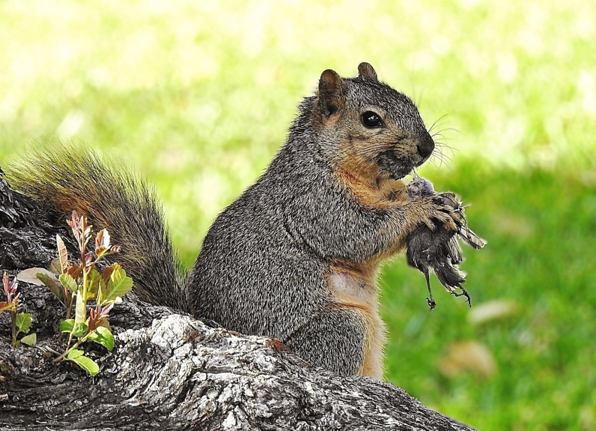 Белка хищник