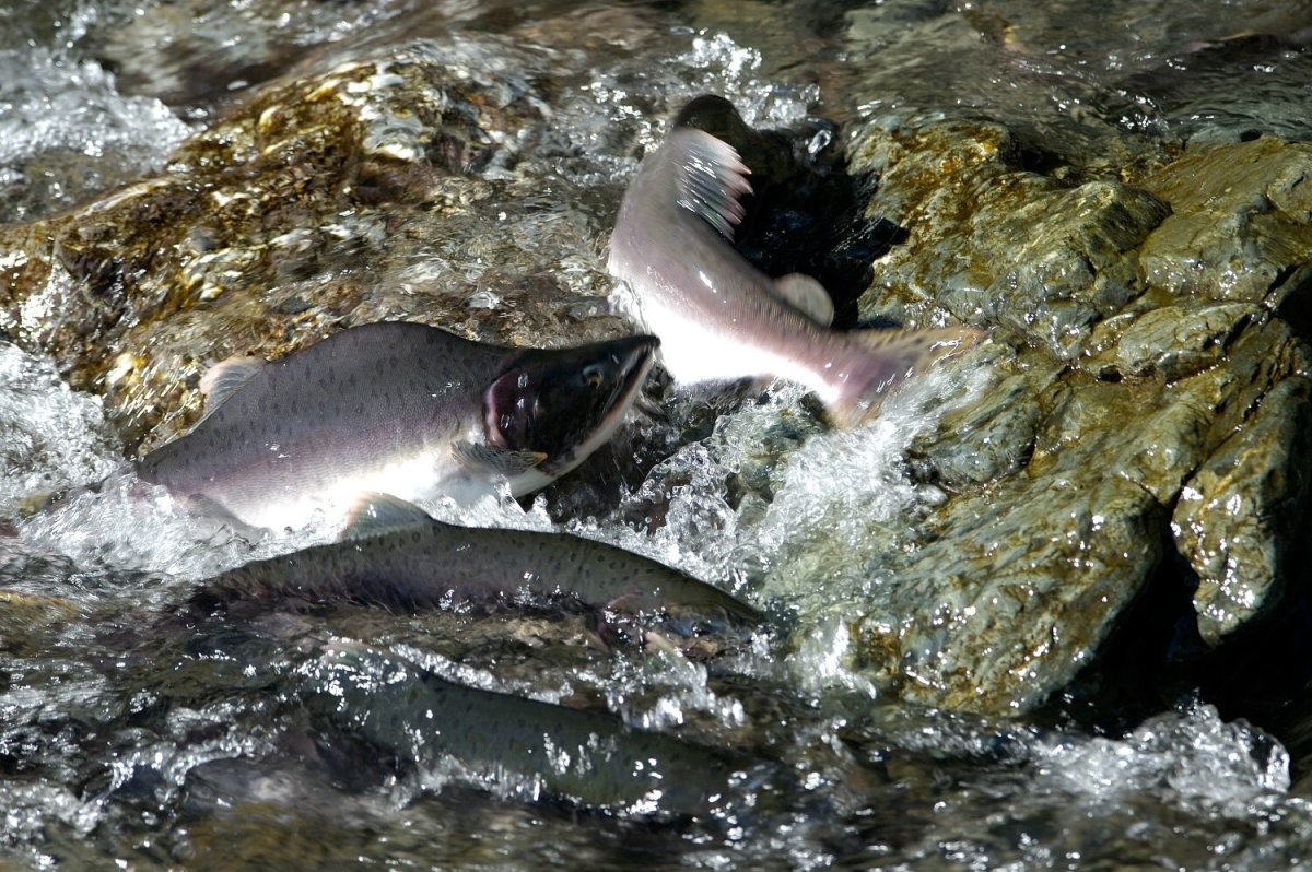 Нерест лосося на Сахалине