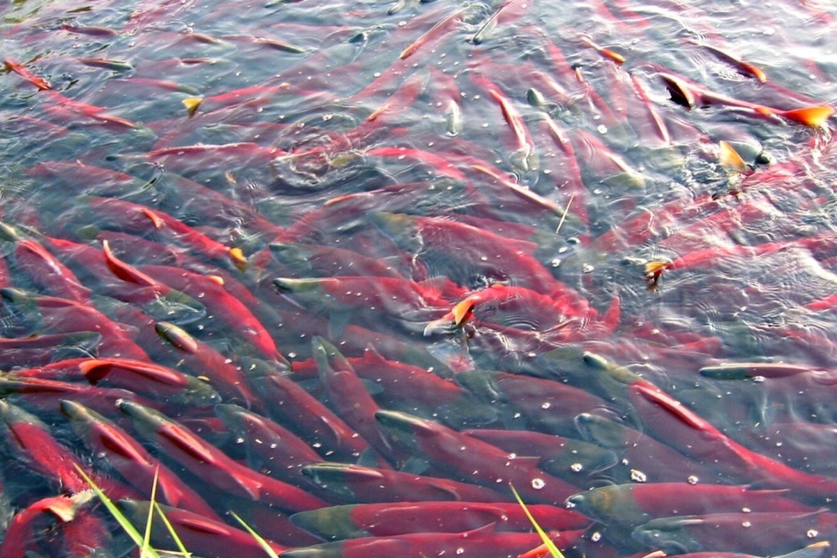 Нерка нерест