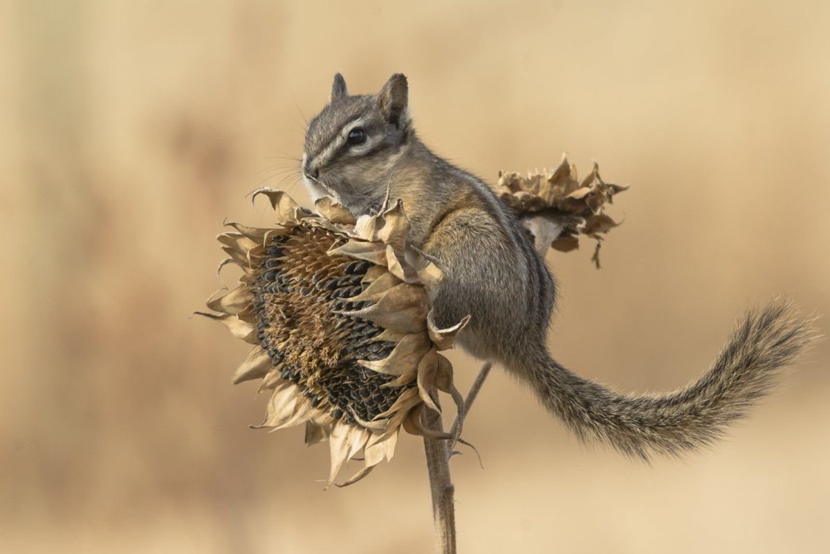 Белки хищники