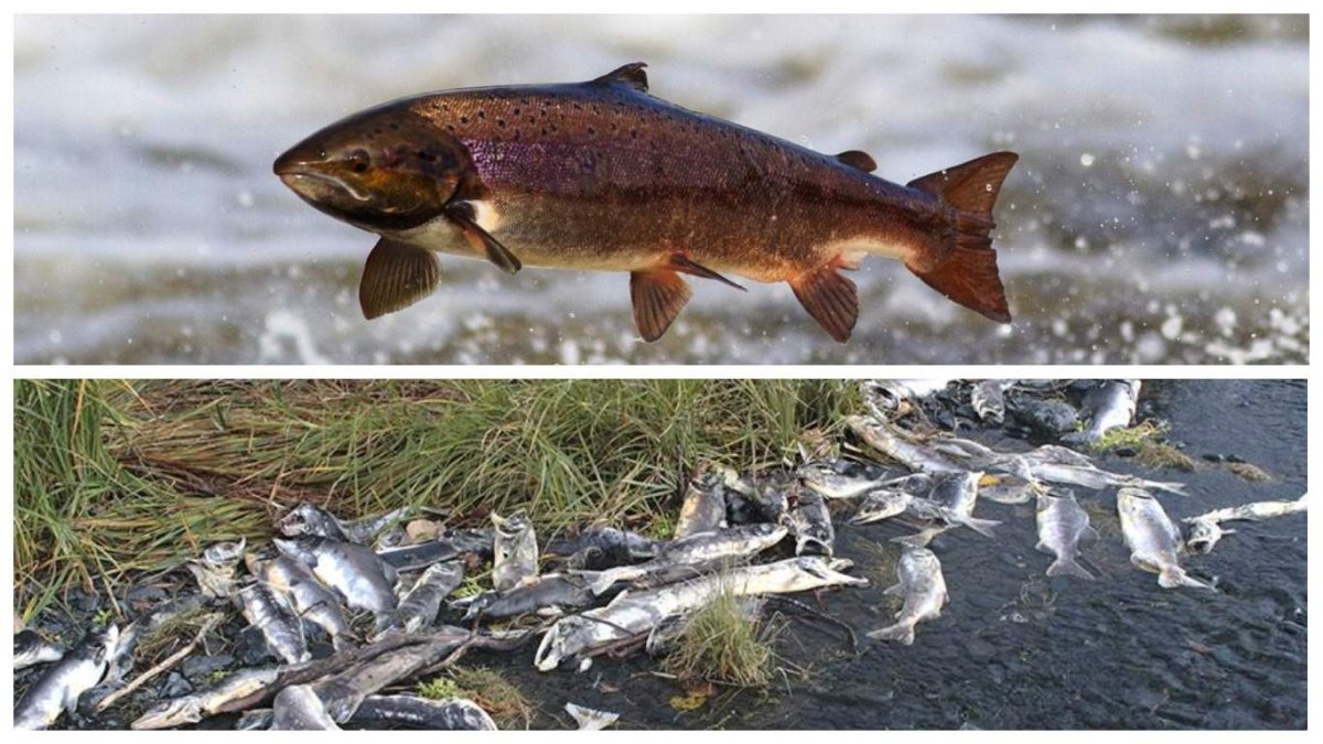 Таймень рыба Сахалин