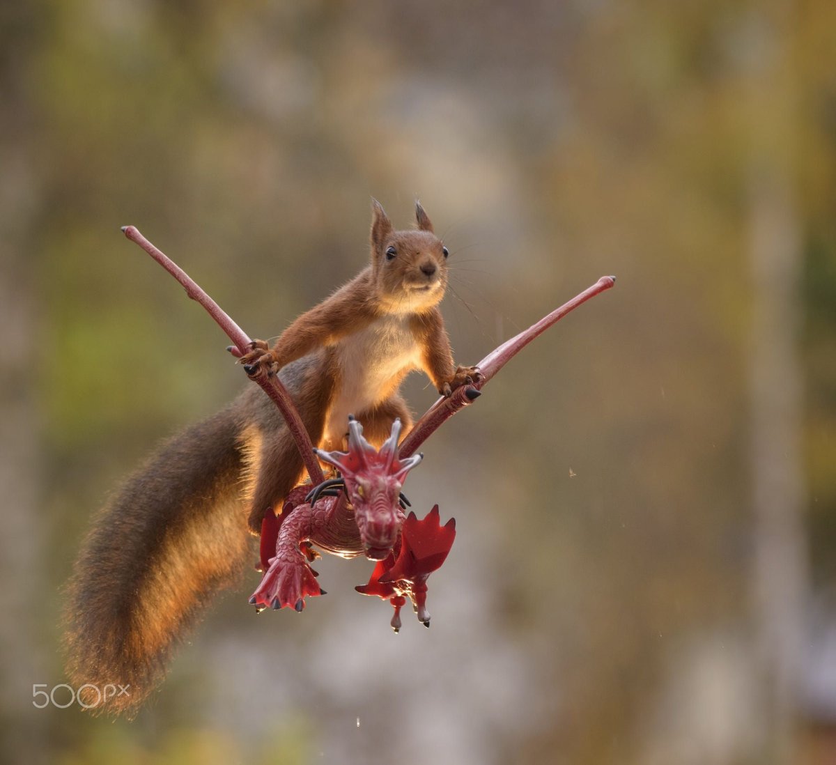 Хищная белка