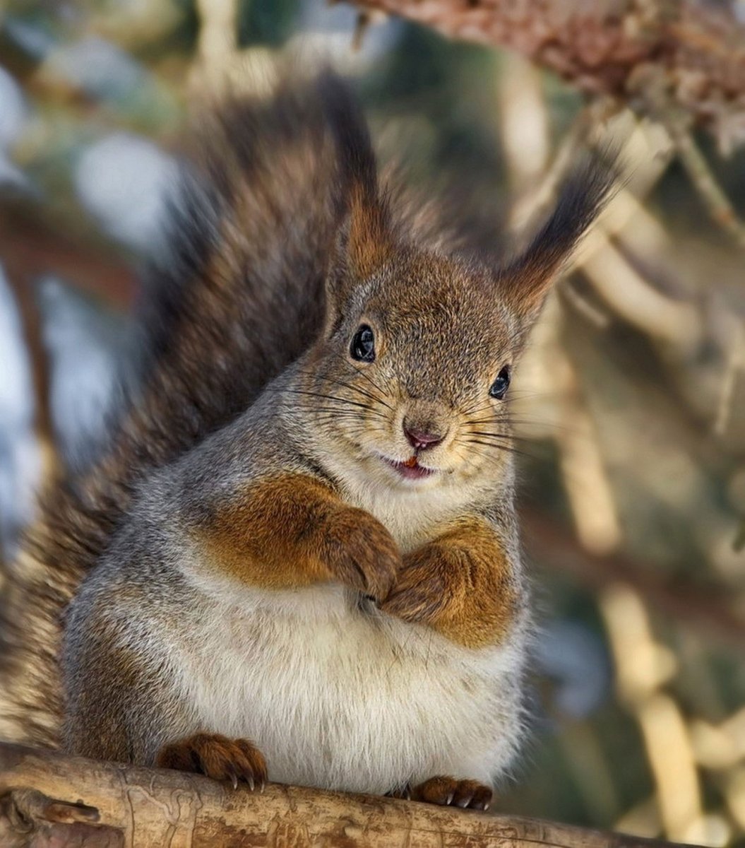 Веселая белка