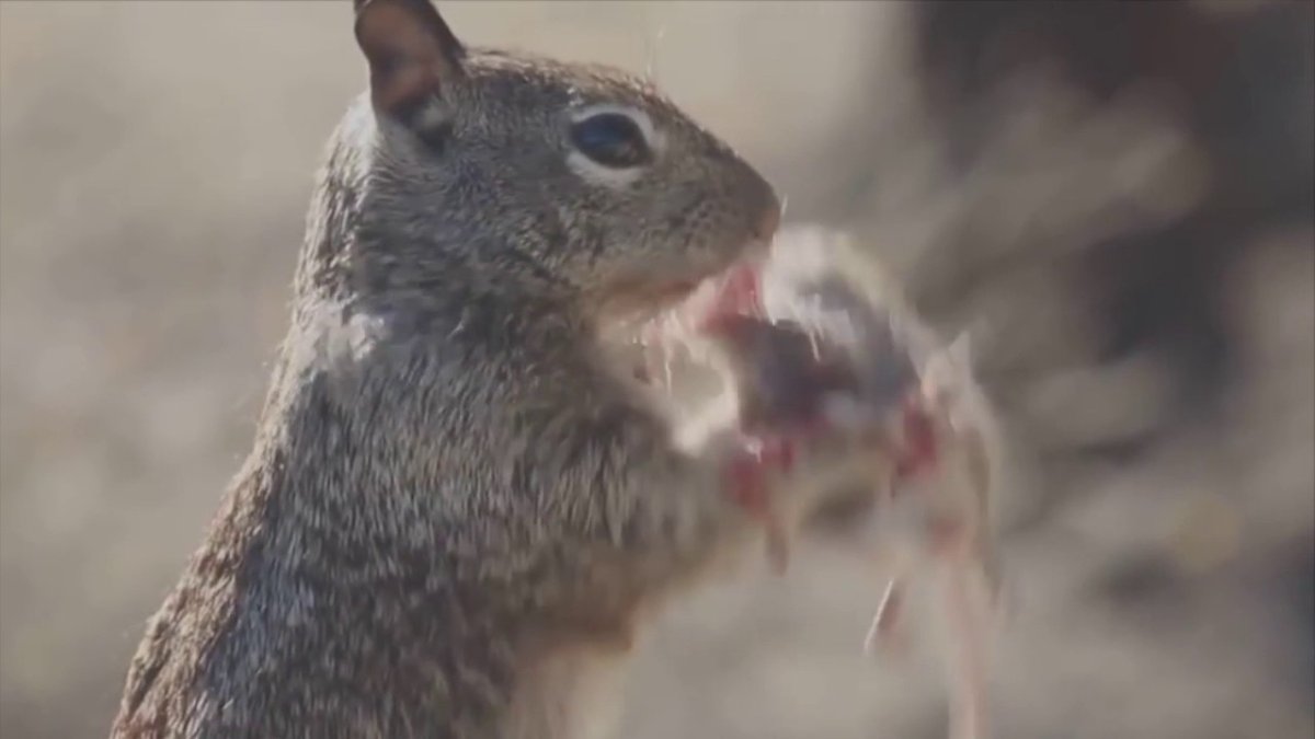 Белка ест голубя