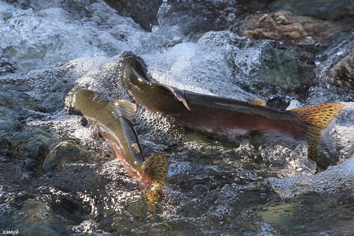 Нерест горбуши на Камчатке