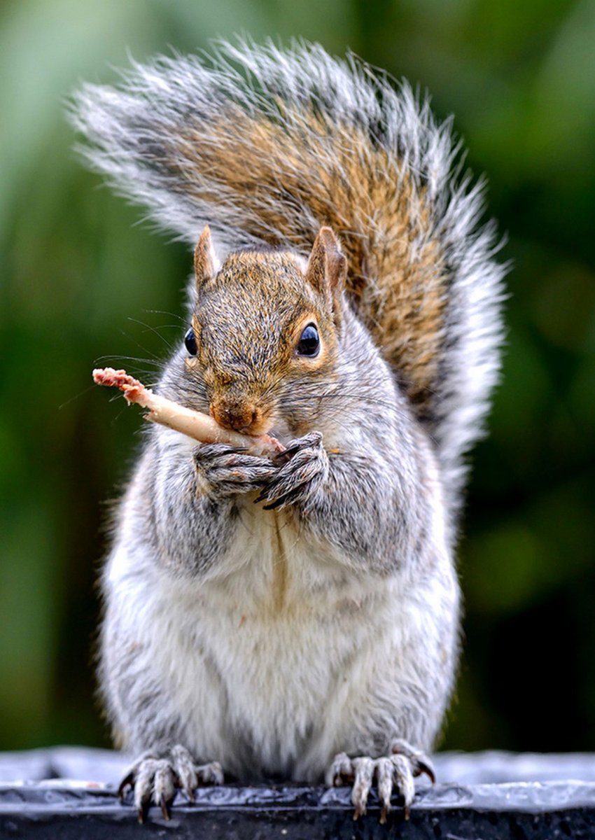 Животные и птицы