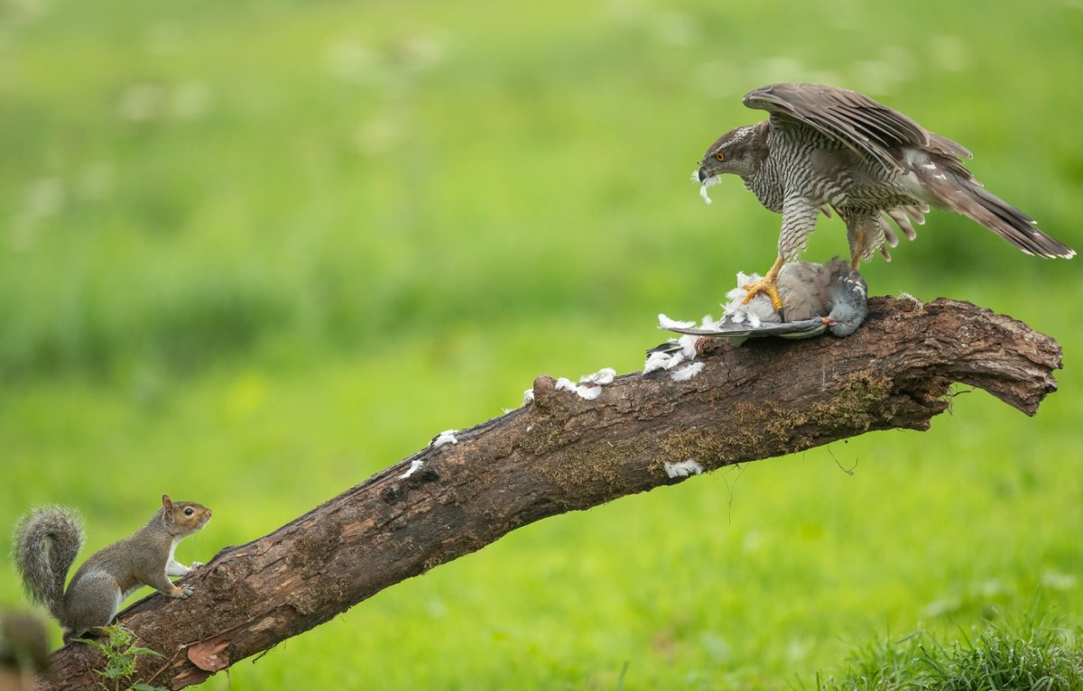 Белка и Сокол