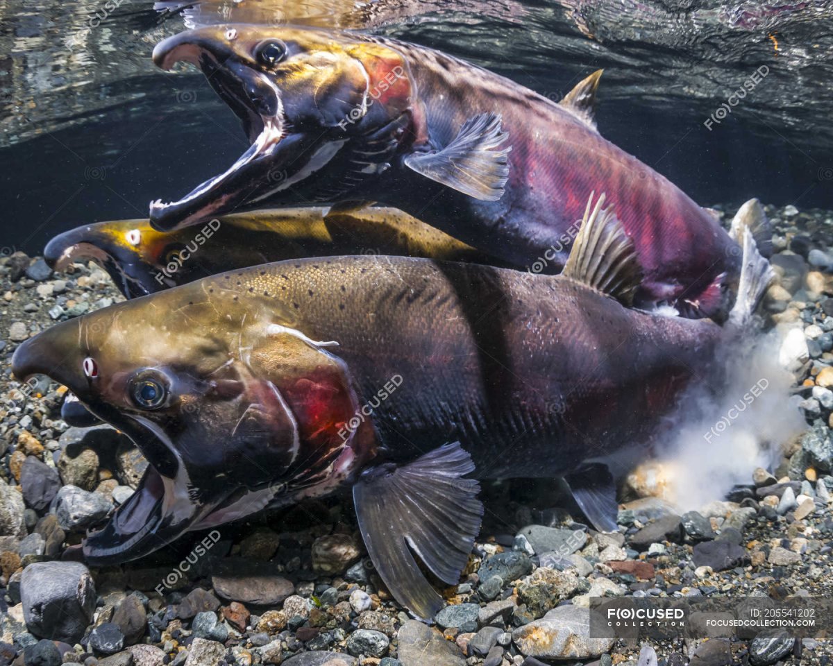 Горбуша в брачном наряде