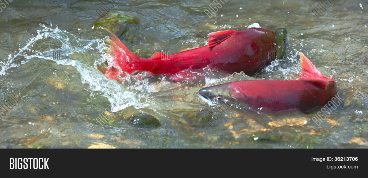 Лосось на нересте самец и самка