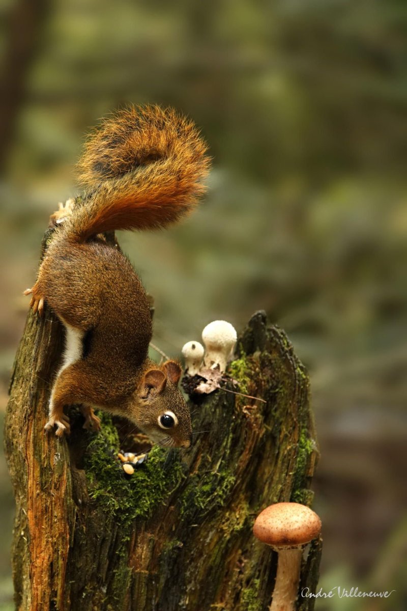 Лес с белками