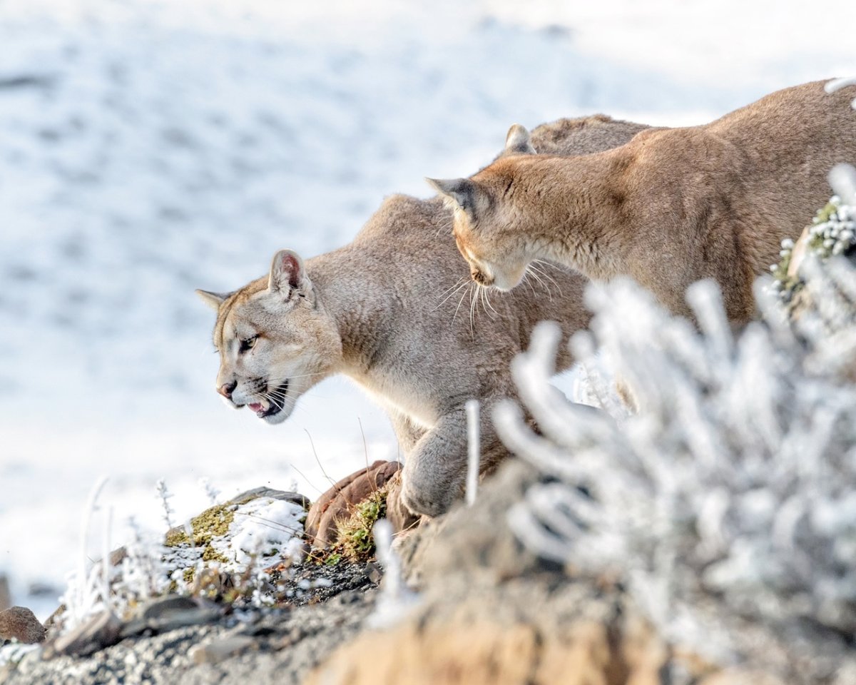 Пума на охоте фото
