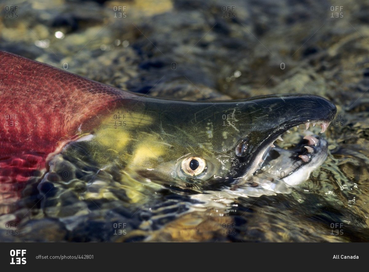 Самец лосося на нересте