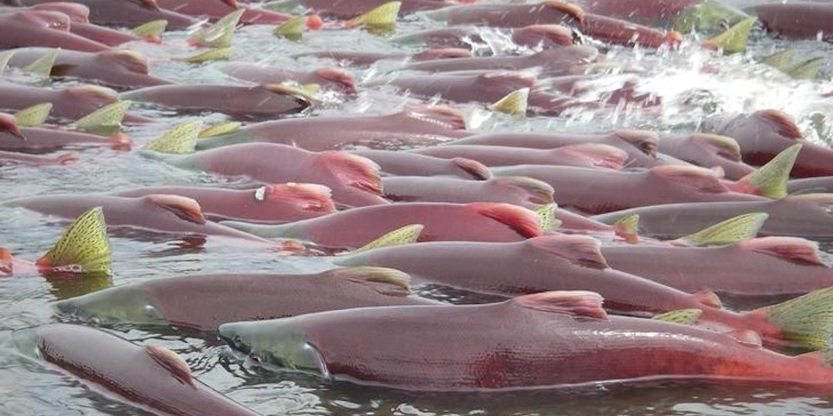 Нерест лосося