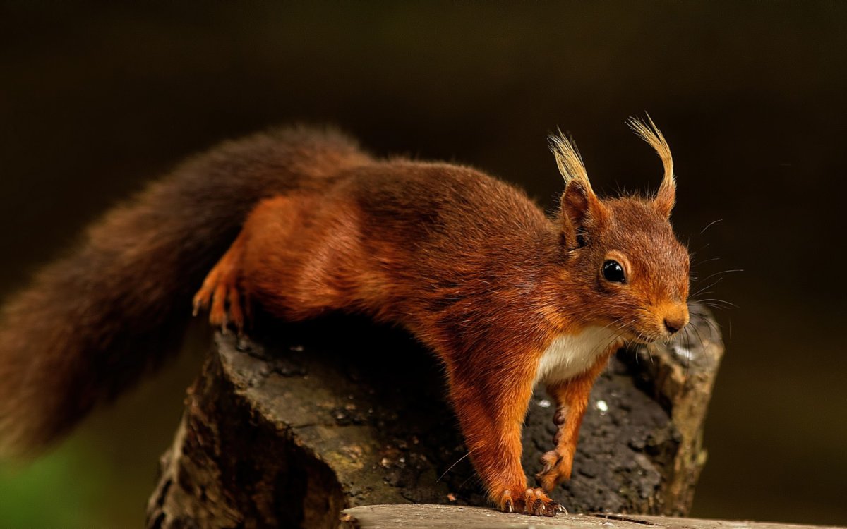 Коричневая белка