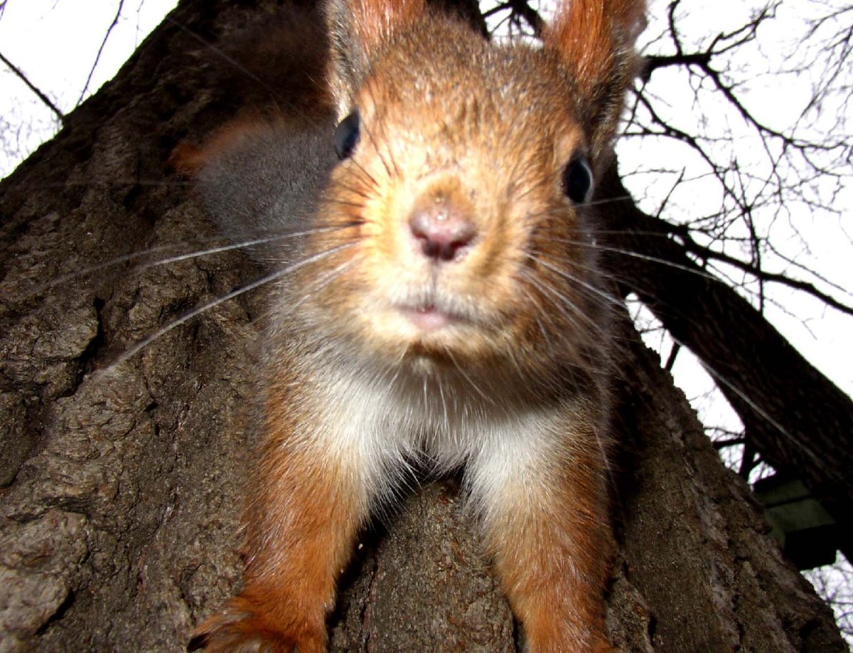 Ушастая белка