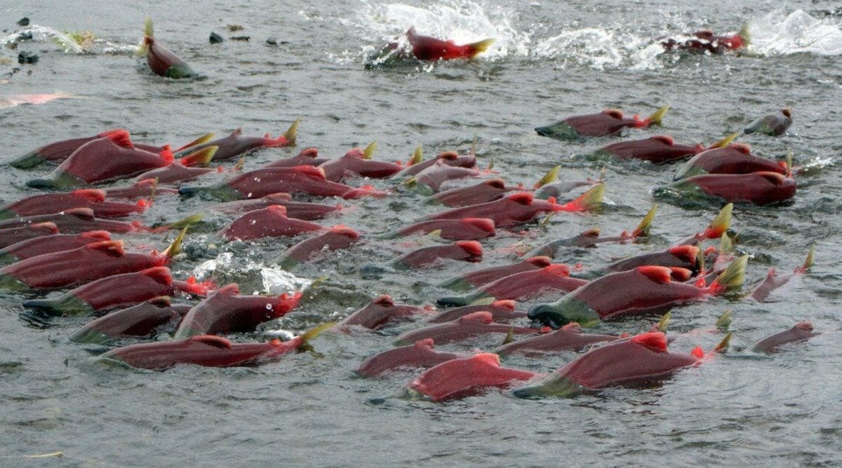 Нерка Озерная