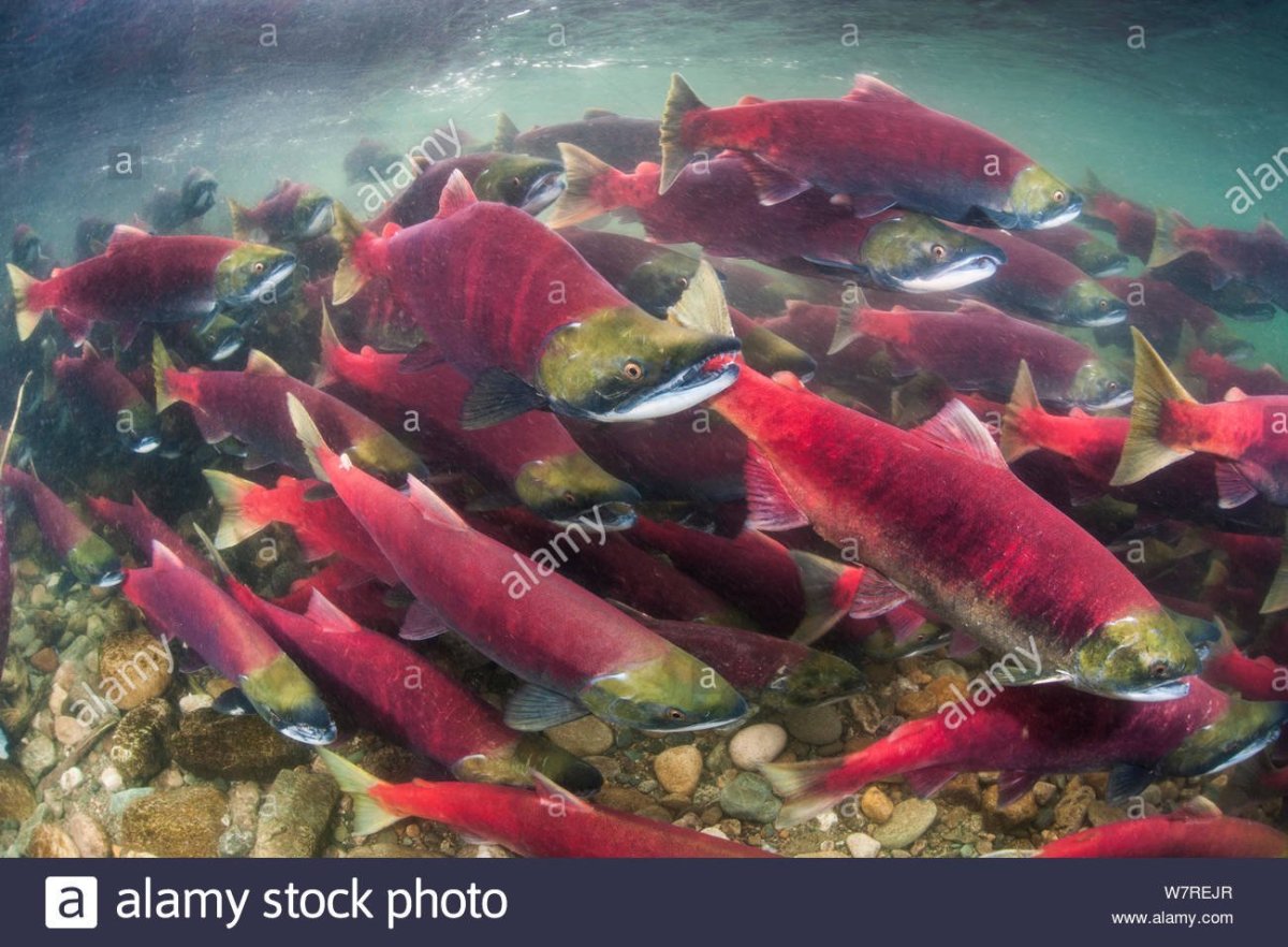 Тихоокеанский лосось миграция