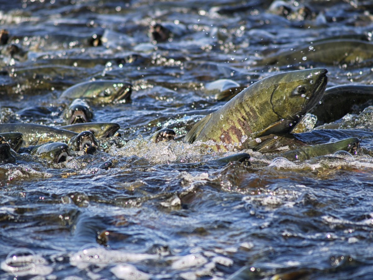 Нерест лосося на Сахалине