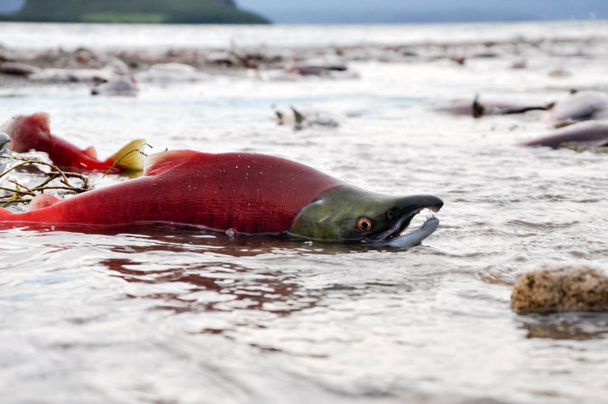 Нерест нерки на Камчатке