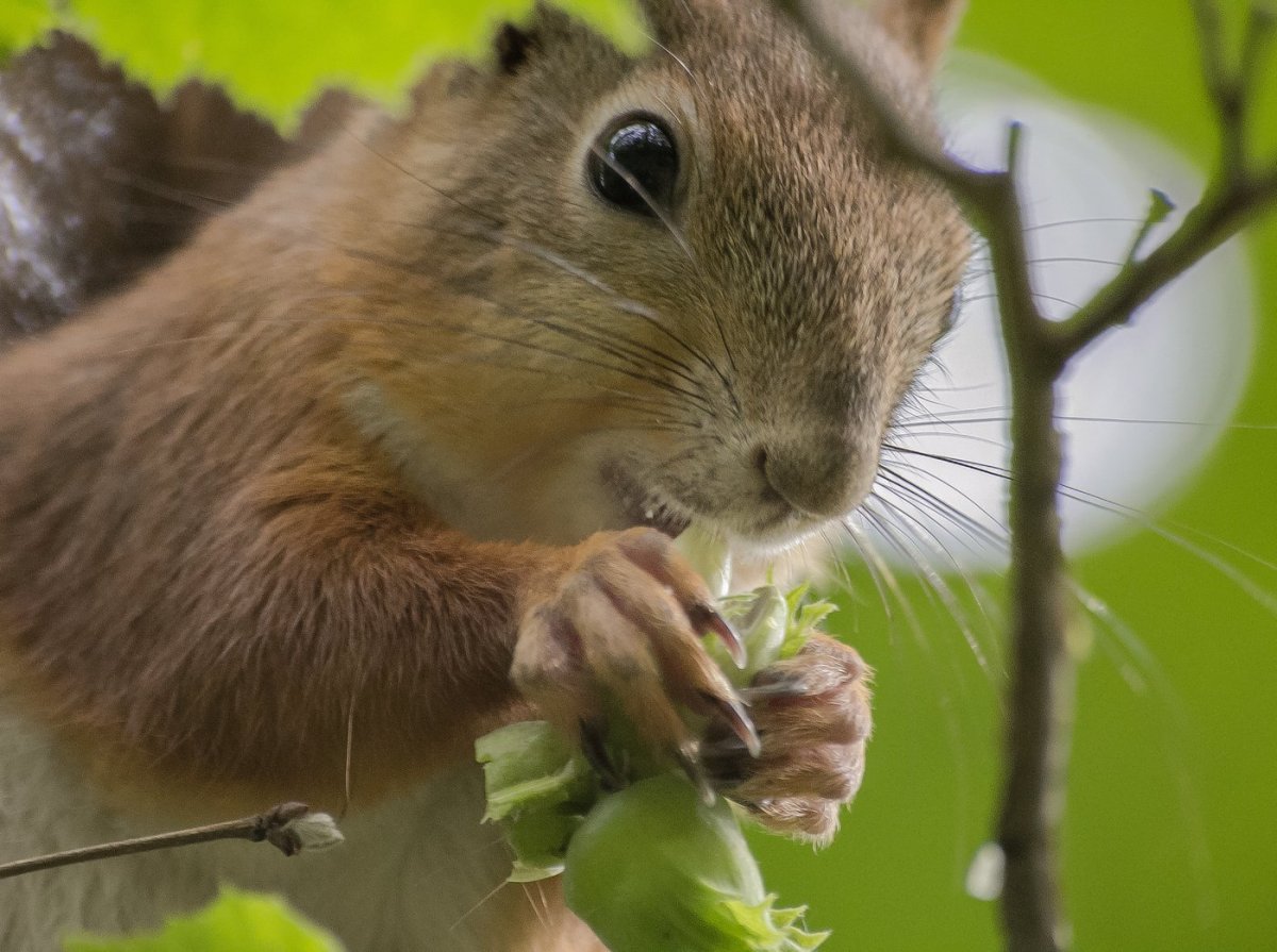 Белка ест мышь