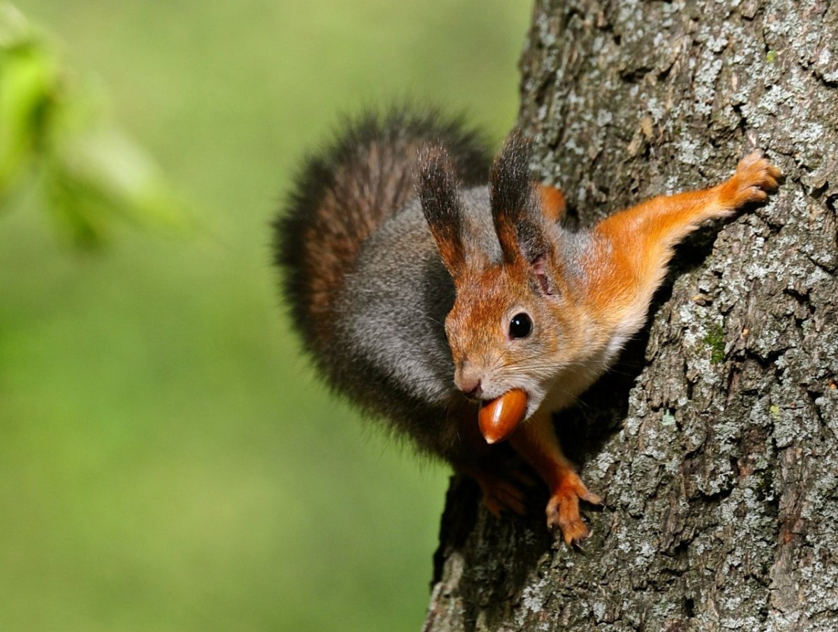 Запасливая белка