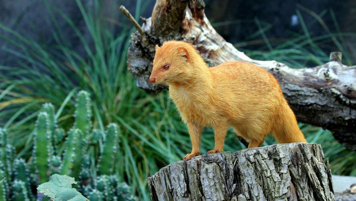 Лиса и куница