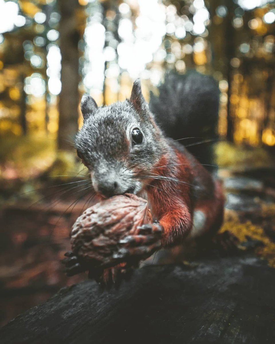 Белки плотоядные