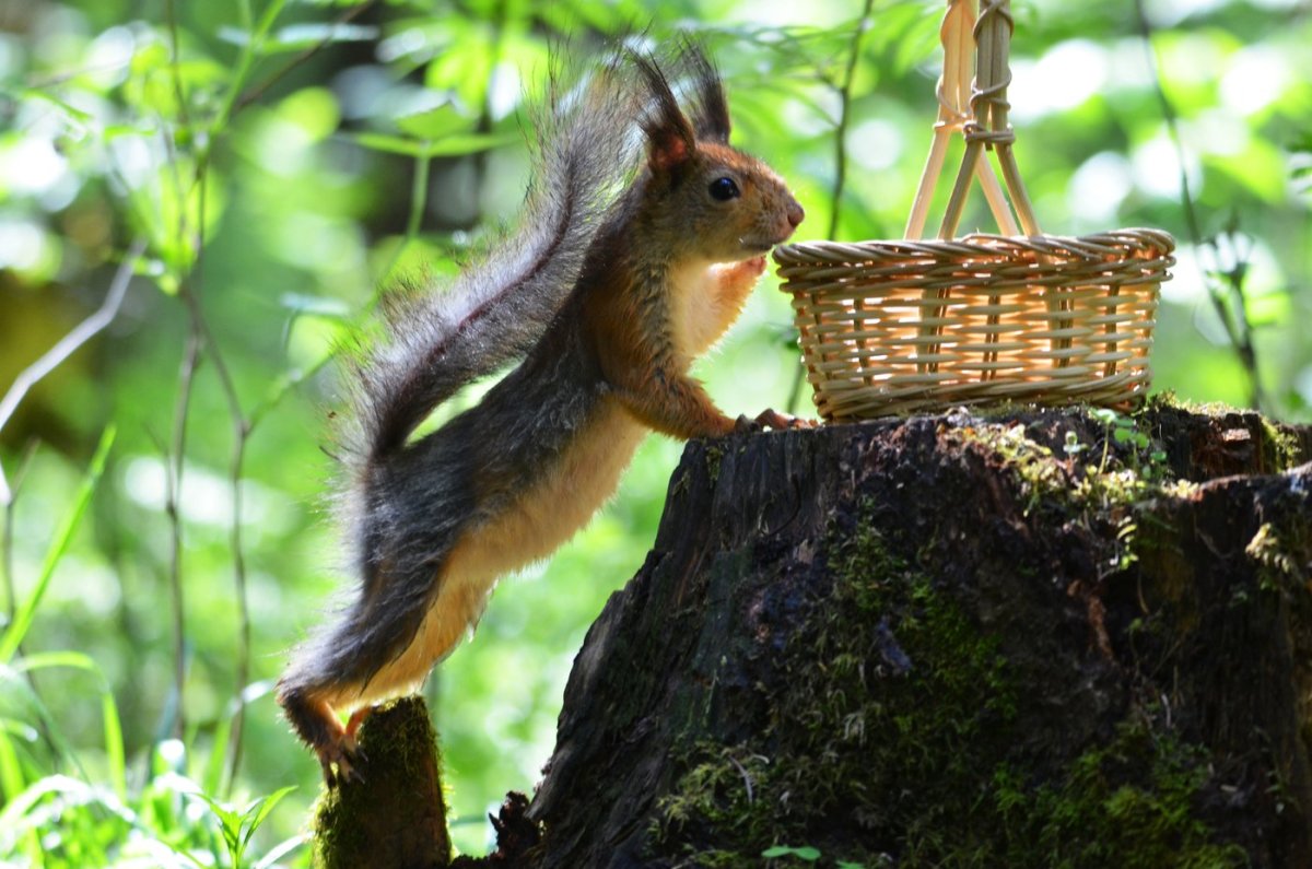 Парк беличий остров