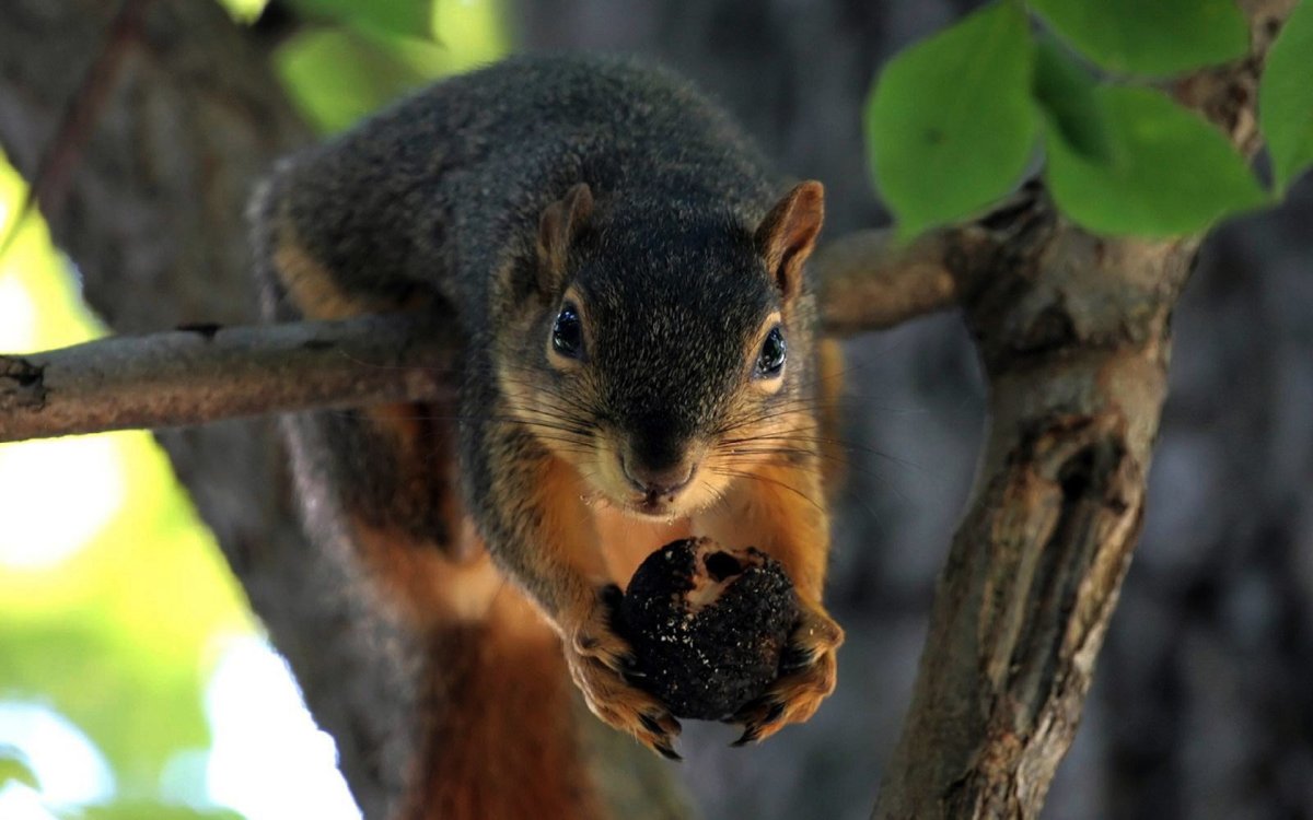 Белки хищники