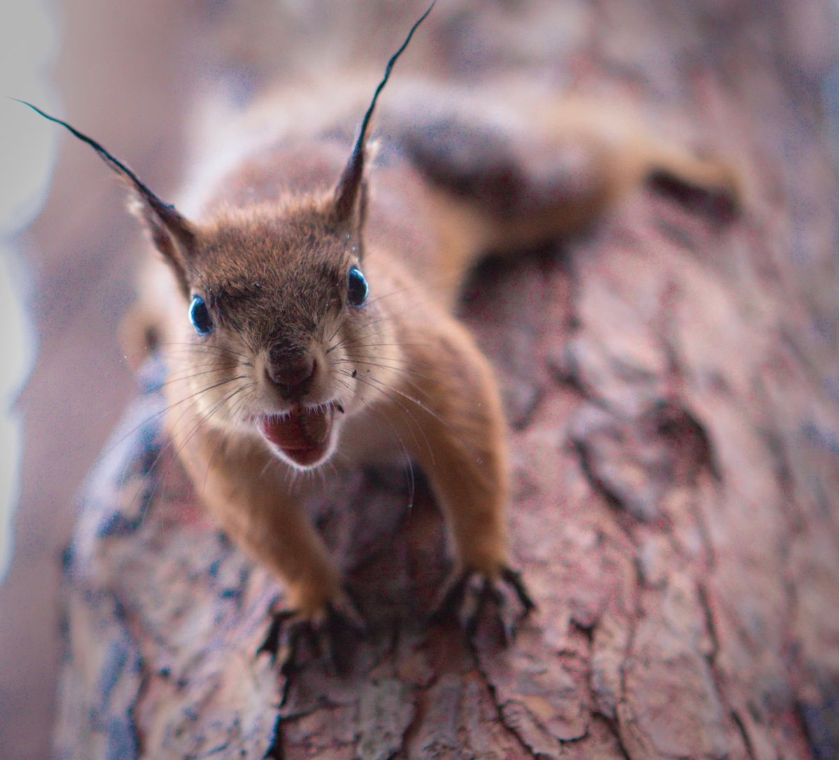 Хищная белка