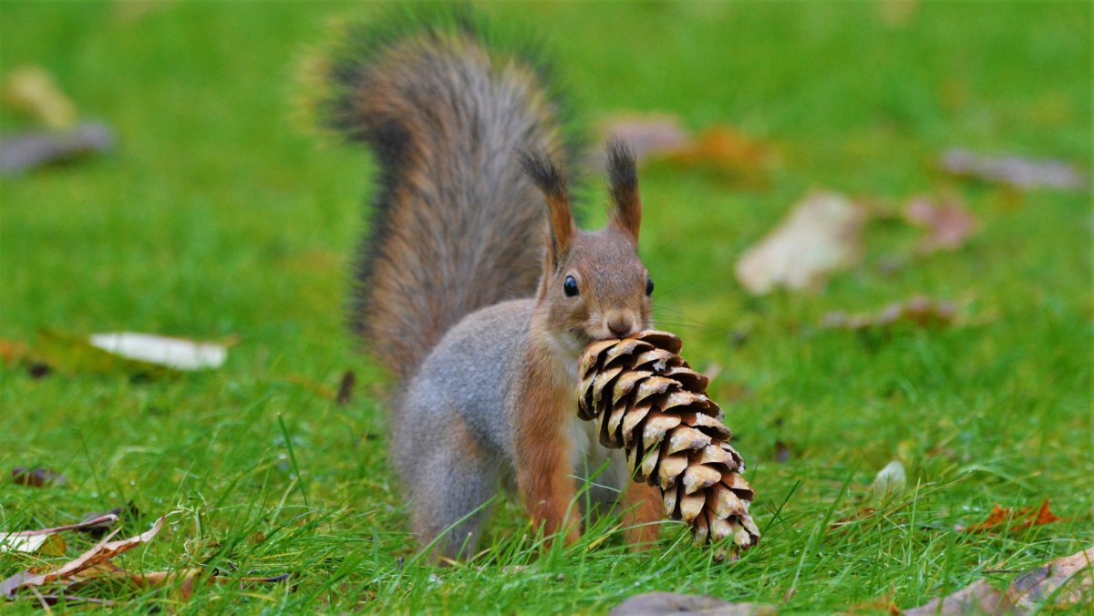 Белка с шишкой