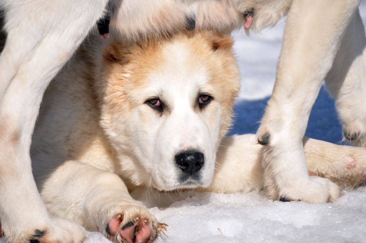Туркменский алабай