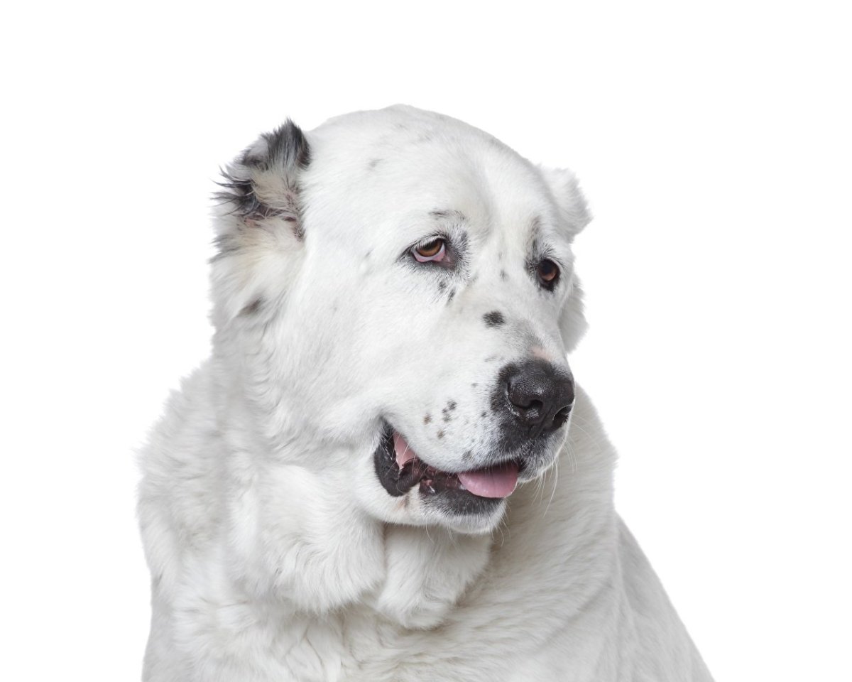 Белая овчарка алабай