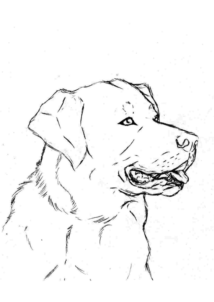 Раскраска собака лабрадор