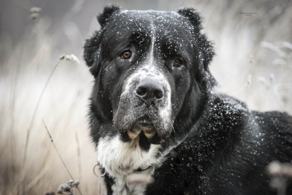 Порода собаки ебалай