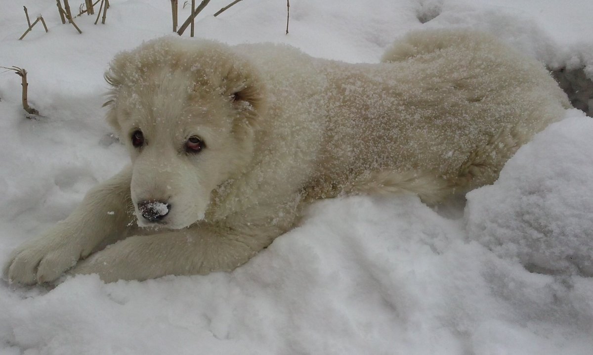 Сноу алабай