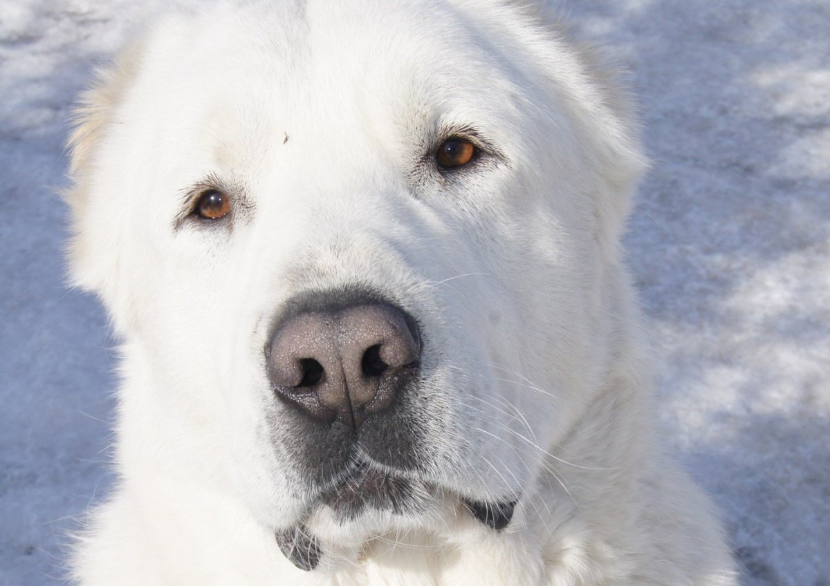 Алабай белый щенок