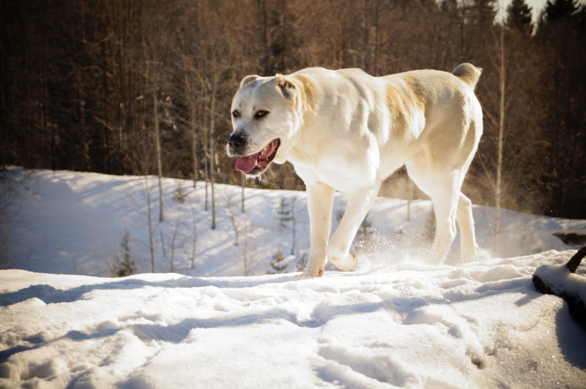 Алабай туркменский волкодав