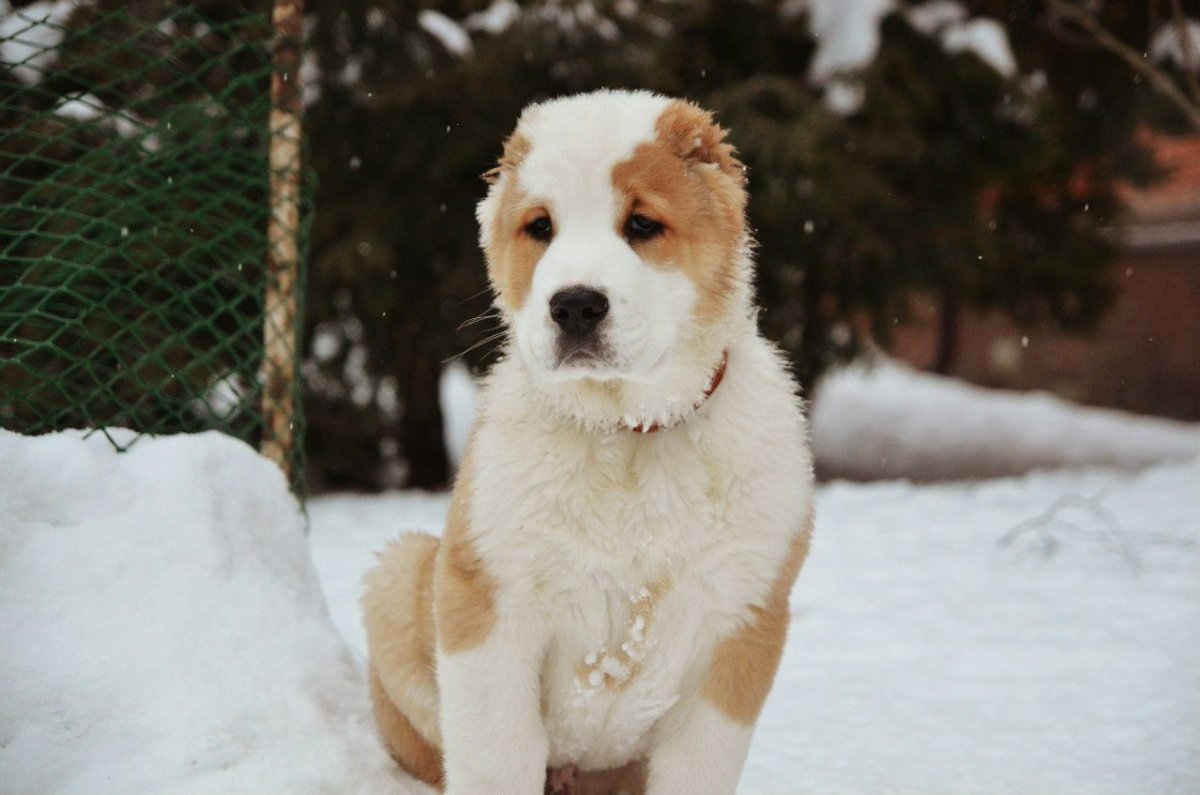 Туркменский алабай