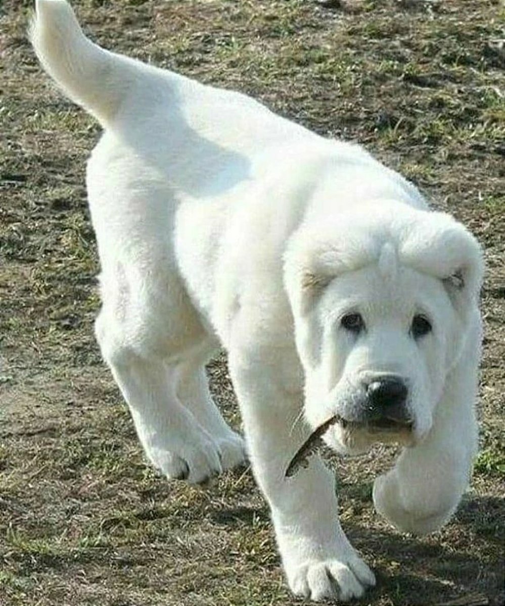 Среднеазиатская овчарка волкодав